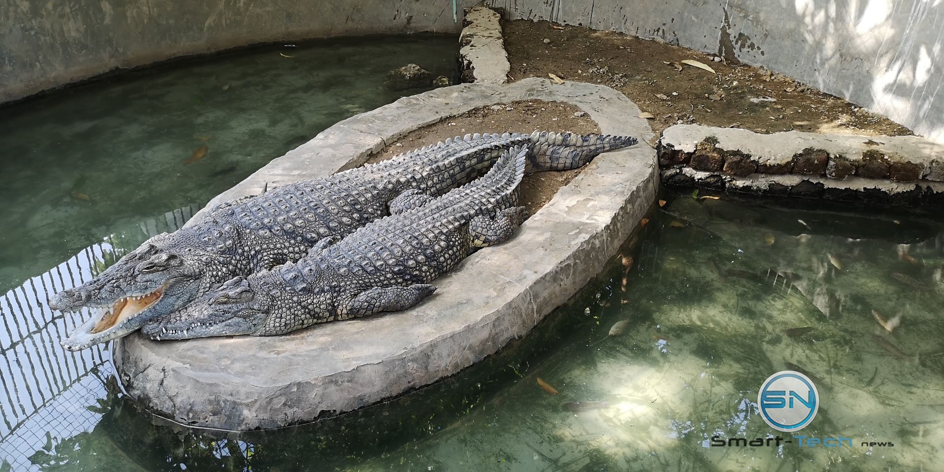 Krokodil Luxor Huawei P20pro